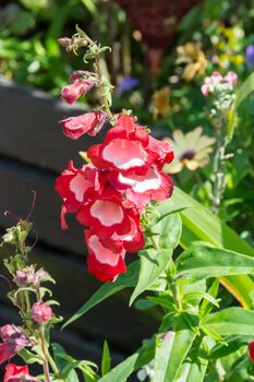 Penstemon Plants, 'Arabesque Red', 6 of 7