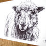 Five Framed Pen And Ink Illustrations Of Farm Animals, thumbnail 11 of 11