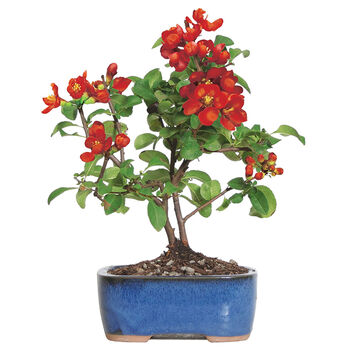 Japanese Quince Bonsai Tree Growing Kit, 7 of 10