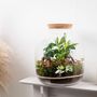 Xl Terrarium Kit | 'Nagoya', thumbnail 10 of 12