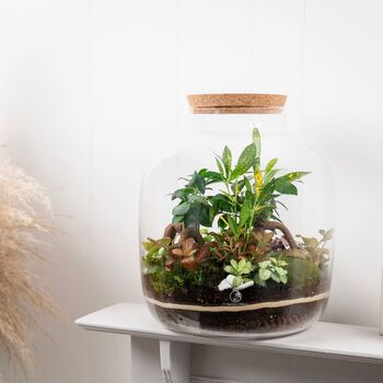 Xl Terrarium Kit | 'Nagoya', 10 of 12