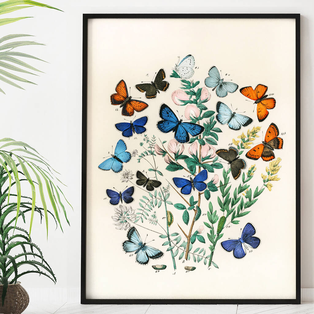 Vintage Butterfly Print, 1 of 3