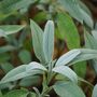 Herb Plants, English Sage, Six X Plug Plant Pack, thumbnail 1 of 3