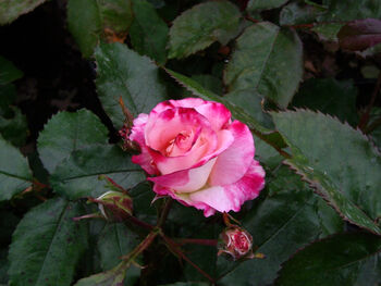 Rose Bella Diana, Personalised Gift Rose, 2 of 2