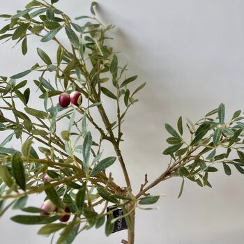 Artificial Potted Olive Tree, 2 of 5
