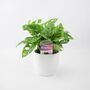 Monkey Cheese Plant In White Pot Indoor Houseplant, thumbnail 2 of 2