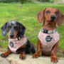 Honey Bumble Bee Dog Harness, thumbnail 4 of 8