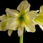 Christmas Amaryllis 'Yellow' Two X Bulb Pack, thumbnail 3 of 5