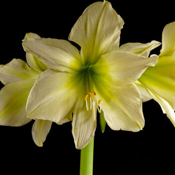 Christmas Amaryllis 'Yellow' Two X Bulb Pack, 3 of 5