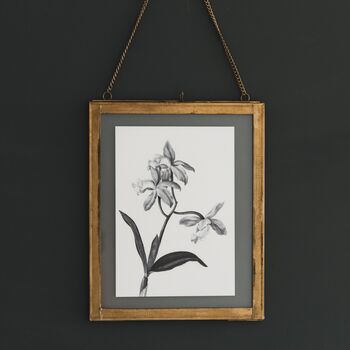 'Cattleya' Vintage Botanical Illustration Print, 4 of 4