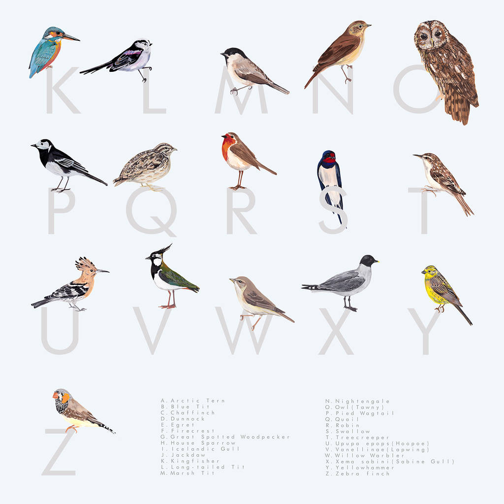 Alphabetical British Garden Bird Print A Z By Particle Press Notonthehighstreet Com