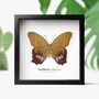 Northern Antirrhea Handcrafted Frame, thumbnail 1 of 3