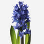 Twilight Hyacinth Fresh Bouquet, thumbnail 2 of 3