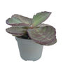 Tiger Stripes Kalanchoe Low Light Succulent House Plant, thumbnail 3 of 4