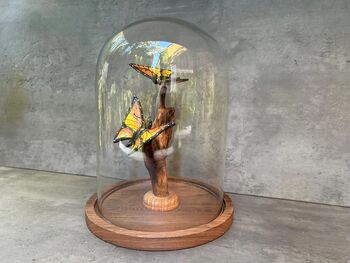 28cm Glass Display Cloche Dome – Bell Jar, 5 of 9