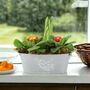 Primrose And Tete A Tete Spring Flower Trough, thumbnail 1 of 4