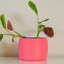 Vibrant Pot For Houseplants, Smooth Curve Design, thumbnail 2 of 11