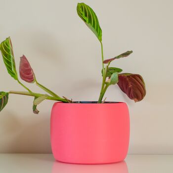 Vibrant Pot For Houseplants, Smooth Curve Design, 2 of 11