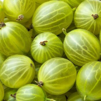 Gooseberry Plants, 'Invicta' In Two Litre Pots, 3 of 4