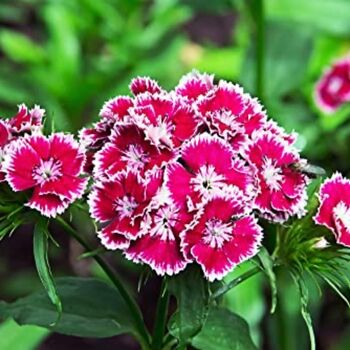 Flowering Plant Sweet William 'Roundabout Mix' 12 Pack, 7 of 7