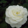 Rose David's Star, Personalised Named Rose Gift, thumbnail 1 of 2