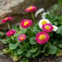 Bellis Daisy 'Mixed' Six X Plant Pack, thumbnail 4 of 5