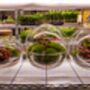 Diy Large Terrarium Kit With Ficus Bonsai | 'Osaka', thumbnail 10 of 12