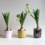 Set Of Three Hyacinth Flower Bulbs, thumbnail 4 of 5