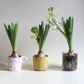 Set Of Three Hyacinth Flower Bulbs, 4 of 5