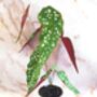 Begonia Paper Plant Kit, thumbnail 2 of 4