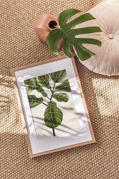 Fiddle Fig Ficus Plant Illustrated A4 Art Print, 5 of 12