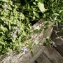Cranford Oval Ficonstone Garden Planter, thumbnail 3 of 6