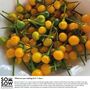 Grow Your Own Cock And Balls, 40 Chilli Pepper Seeds, Rude Gift, Hen Party Gift, Funny Pride Present, thumbnail 6 of 9