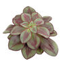 Painted Echeveria Easy Care Succulent House Plant, thumbnail 2 of 2