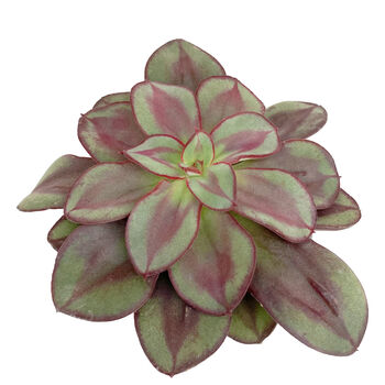 Painted Echeveria Easy Care Succulent House Plant, 2 of 2