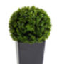 Petite Artificial Buxus Topiary Ball, thumbnail 1 of 4
