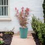 Acer Atropurpureum – 5 L Japanese Maple Tree, thumbnail 1 of 2
