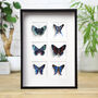 Myriad Metalmark Collection Butterfly Box Frame Entomology Taxidermy Insects Bug Moth Interior Design Home Decor Wall Hanging Gift Ornament, thumbnail 1 of 5