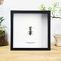 Tiger Beetle Handcrafted Frame, thumbnail 1 of 3