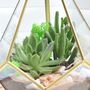 Gold Geometric Terrarium Kit With Succulent Or Cactus, thumbnail 8 of 12