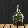 Five Litre Clear Open Terrarium Recycled Glass Planter, thumbnail 1 of 5
