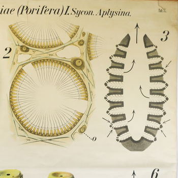 Vintage Biology Chart, Pfurtenschneller Sponge, 4 of 5