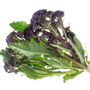 Purple Sprouting Broccoli Three X Plug Plant Pack, thumbnail 1 of 5