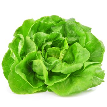 Lettuce 'Cut And Come Again' Eight X Plug Pack, 5 of 5