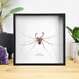 Tailless Whip Scorpion Handcrafted Frames, thumbnail 1 of 3