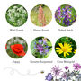 Wildflowers For Garden Wildlife Set Of Six, thumbnail 10 of 12