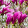 Magnolia Tree, 'Susan', thumbnail 2 of 5
