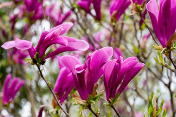 Magnolia Tree, 'Susan', 2 of 5