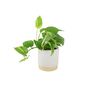 Golden Pothos In 12cm Pot – Easy Care Air Purifying Houseplant, thumbnail 2 of 7