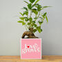'Love Grows' Valentine's Plant Pot And Houseplant, thumbnail 1 of 7